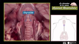 Digestion - Apport des nutriments dans le sang - Vidéos pédagogiques - SVT : 1ere Secondaire