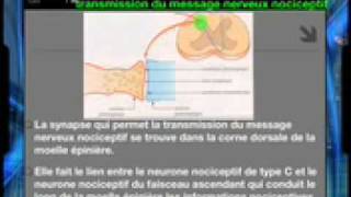 Communication nerveuse - Vidéos pédagogiques - SVT : 2eme Secondaire