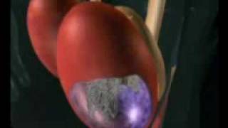 Acquisition de la capacité à se reproduire - Vidéos pédagogiques - SVT : 2eme Secondaire