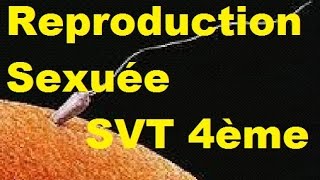 Reproduction sexuée des êtres vivants - Vidéos pédagogiques - SVT : 2eme Secondaire