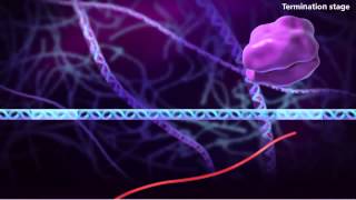 Information génétique - Vidéos pédagogiques - SVT : 3eme Secondaire