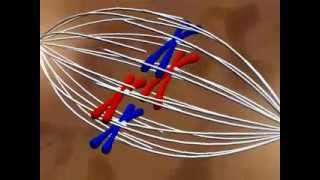 Transmission de l'information génétique - Vidéos pédagogiques - SVT : 3eme Secondaire