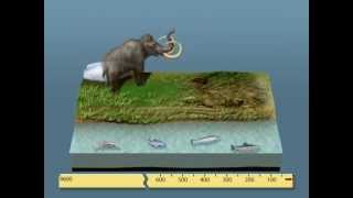 Au cours du temps, des peuplements qui changent - Vidéos pédagogiques - SVT : 3eme Secondaire