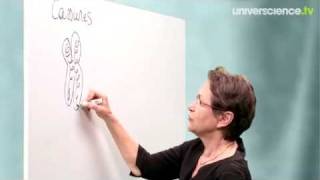 Origine de la diversité des êtres humains - Vidéos pédagogiques - SVT : 3eme Secondaire